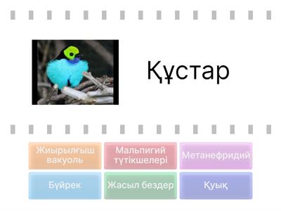 Пенис және оның мөлшері