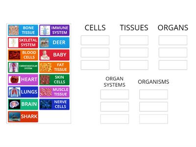 GROUP SORT Levels of Organization