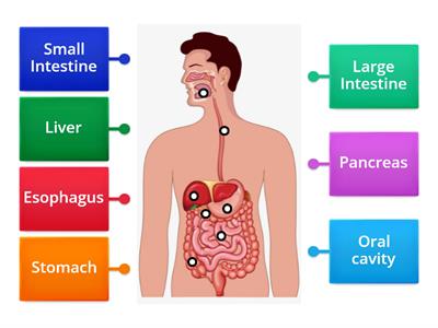 Digestive System 5th B