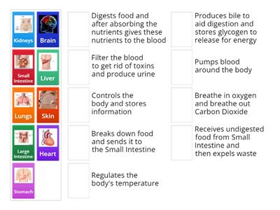 Organs and Functions