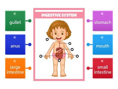 p1-2: Digestive System