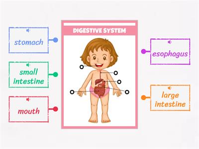 Digestive System