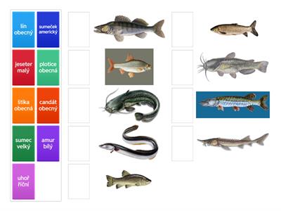 přírodopis ryby 