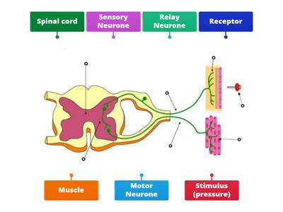 Reflex arc to label