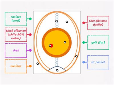 Structure of an egg