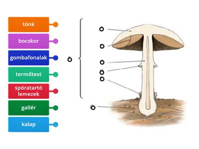 Kalapos gomba testfelépítése