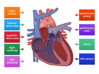 Heart Diagram Labelling