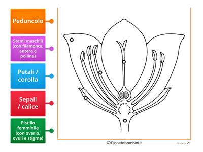 Parti del fiore - Disegno