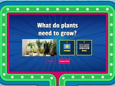 What do plants need?
