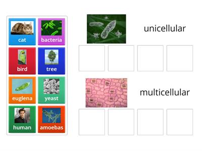 Unicellular v. Multicellular Organisms