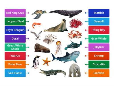 Ocean Animals