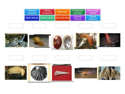 Plži, Mlži, Hlavonožci