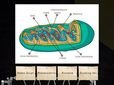 Game Biologi tentang Struktur Sel