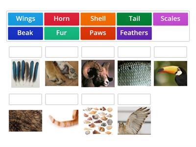 Animal body parts 