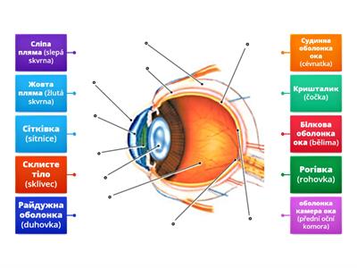 Př-9 SMYSLY (vnitřní stavba oka – Внутрішня будова ока) – ukrajinsky
