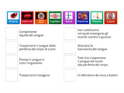 Apparato circolatorio