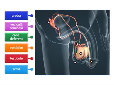 Anatomia sistemului reproducător masculin