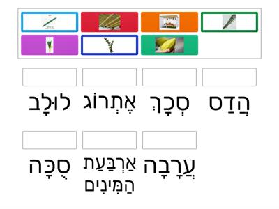   סוכות מילים