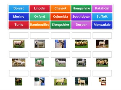Sheep Breeds
