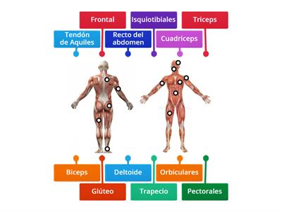 Sistema MUSCULAR