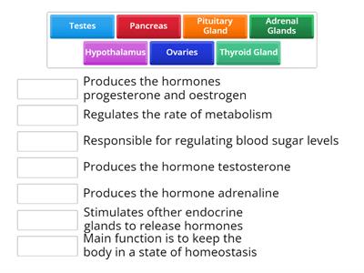 Endocrine System