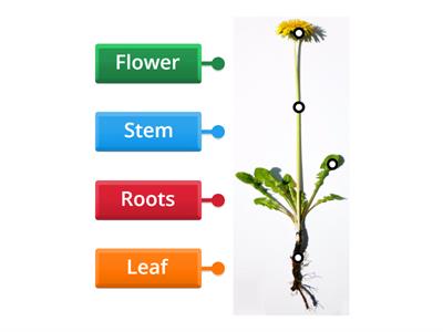 Basic plant labelling Y1