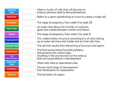 Chapter 9 - Match Up - Pre-Natal Development