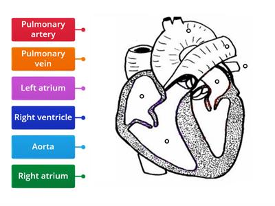 heart diagram (using Labelled diagram)