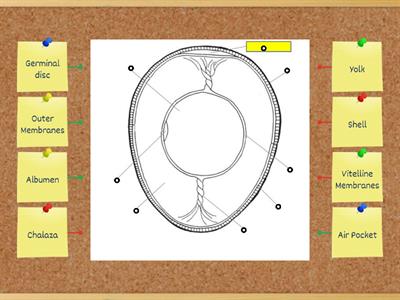 Parts of an Egg