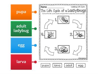  Life Cycle of a Ladybug Labeled Diagram 