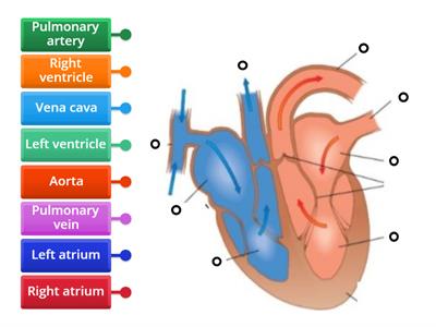 labelled diagramHeart