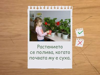 Растенията 