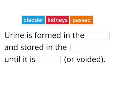 The urinary system