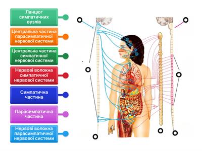 Вегетативна нервова система людини