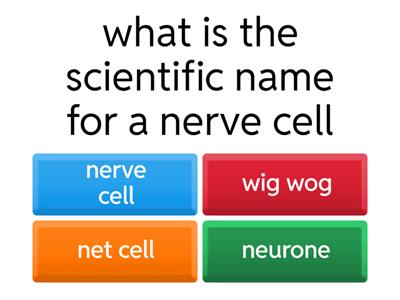 nervous system quiz