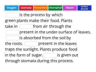 JC Photosynthesis 