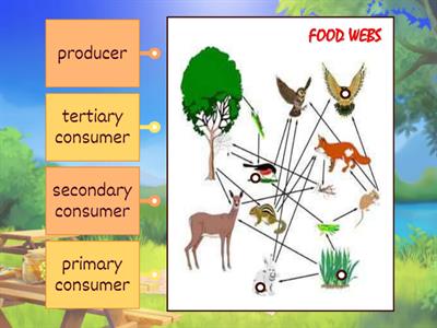 Food Web