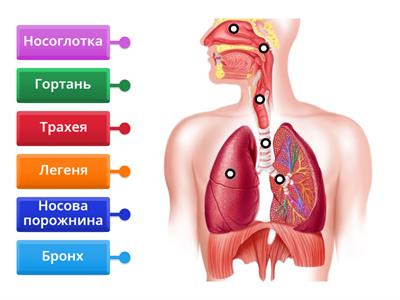  Будова дихальної системи