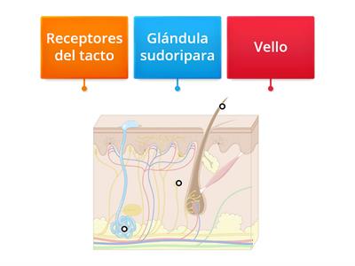 Órganos de los sentidos-tacto