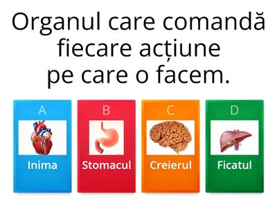 Organele interne