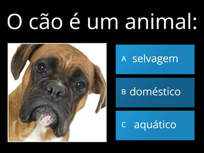 Os animais-4º ano lagoas