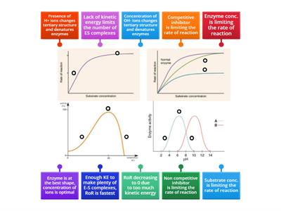 Enzyme rate graphs