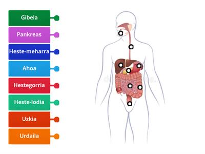  Sistema Digestivo