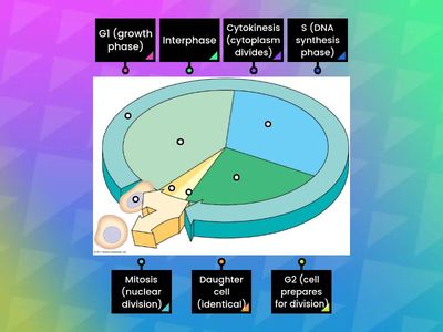 Cell Cycle Review