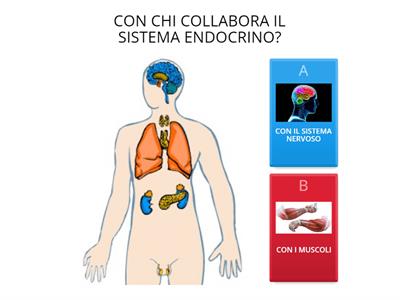 SISTEMA ENDOCRINO