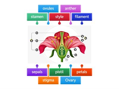 Parts of a flower