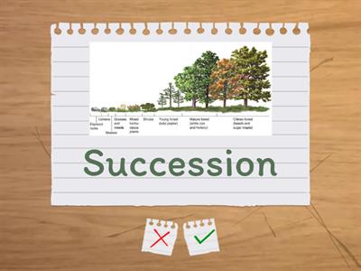 Spanish - General SOL Review