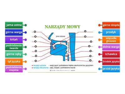 Dopasuj nazwy NARZĄDÓW MOWY