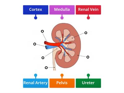 Kidney Structure
