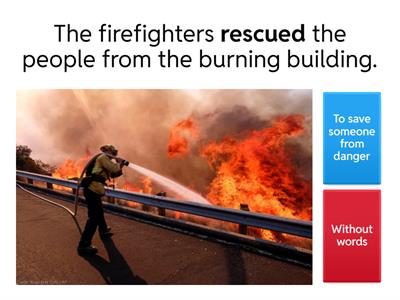 Cats & Special Needs Animals